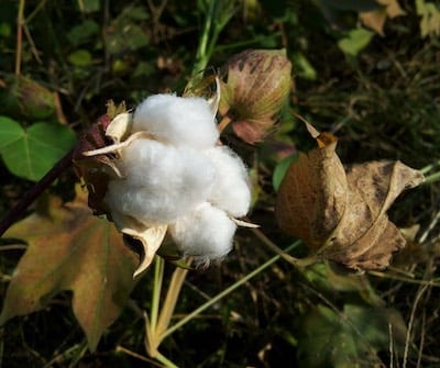 Cotton ball on plant