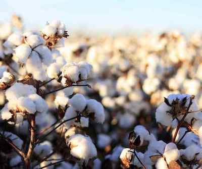 Cotton-the-Fabric-of-Our-Lives-Killa-Industries